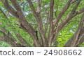 big tree 24908662