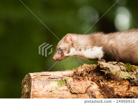 White breasted marten lying on the tree 24908918