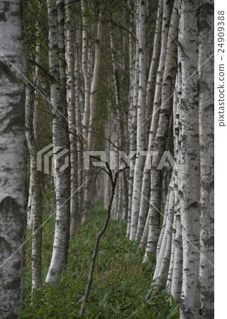 Shirakaba no Mori Shirakaba no Mori 24909388