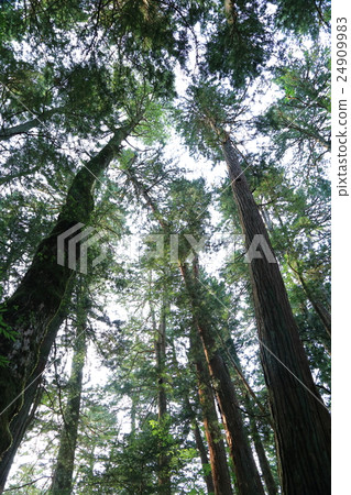 Koyasan Takano Maki原始森林 Koyasan Takano Maki原始森林 24909983