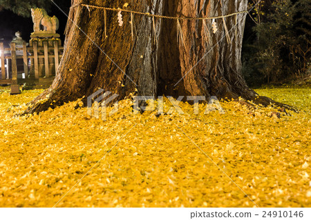 Great Ginkgo 24910146