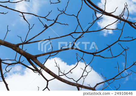 tree branches against the sky tree branches against the sky 24910646