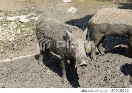 baby wild boar on the mud floor baby wild boar on the mud floor 24910653