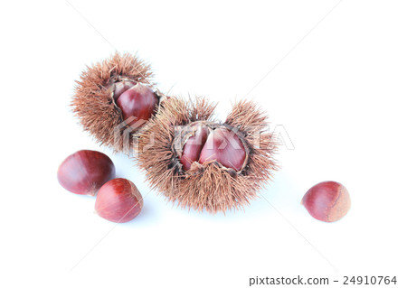 Chestnut autumn image 24910764