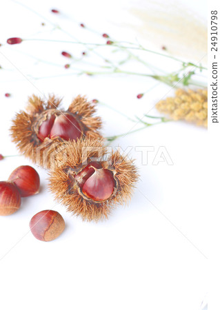 Chestnut autumn image 24910798