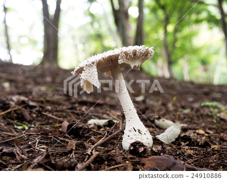 [伊豆]秋修善寺楓樹林[蘑菇] 24910886