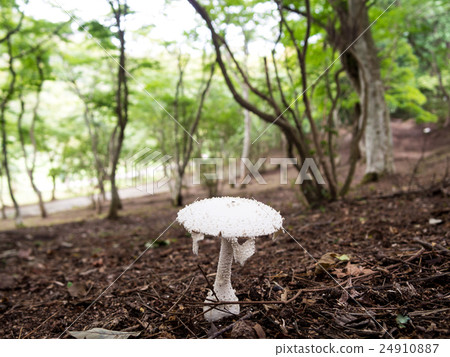 [Izu] Autumn Shuzenji maple forest [Mushrooms] 24910887