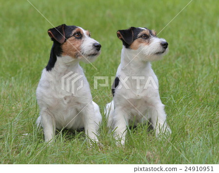 Typical two Jack Russell Terriers in the garden Typical two Jack Russell Terriers in the garden 24910951