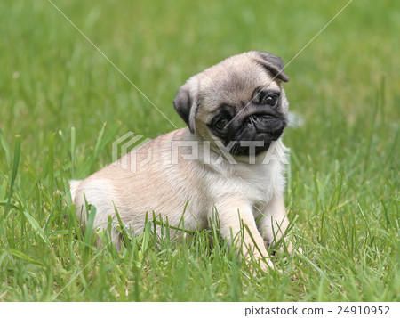 Typical Pug dog in the garden Typical Pug dog in the garden 24910952