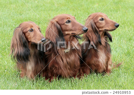 Typical Dachshund Long-haired Standard Red 24910953