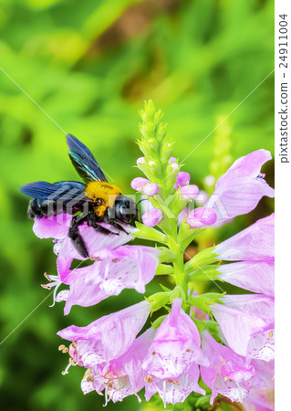 Hanatraneo Flower and Bear Bee 24911004