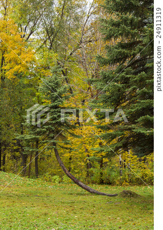 Pine on the white background 24911319
