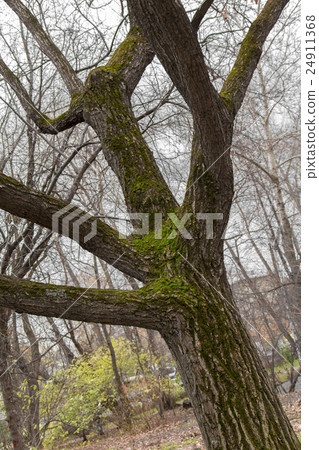 oak tree on the white background 24911368