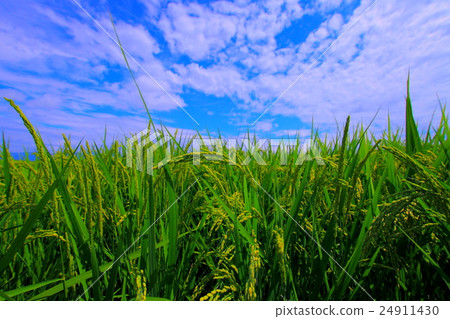 Fruit rice Fruit rice 24911430