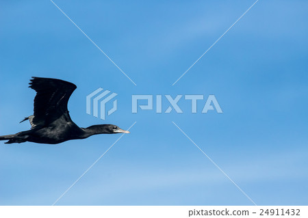 Cormorant Bird in the sky Cormorant Bird in the sky 24911432