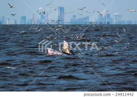 Bryde's whale feeding Bryde's whale feeding 24911442