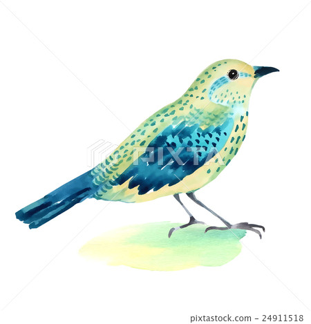 Watercolor illustration of a bird on white Watercolor illustration of a bird on white 24911518