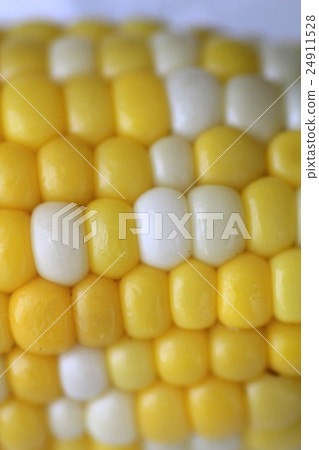 Sweet and delicious boiled corn from Hokkaido, harvested that morning Sweet and delicious boiled corn from Hokkaido, harvested that morning 24911528