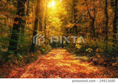 Path in autumn forest 24911680