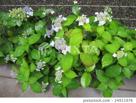 Hydrangea 1 Hydrangea 1 24911976