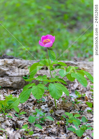 Woodland Peony flower Woodland Peony flower 24912608