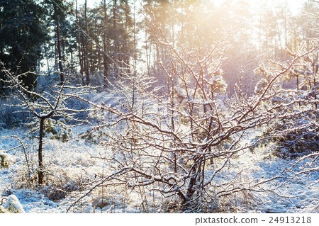 Frozen grass Frozen grass 24913218