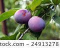 plums 24913278