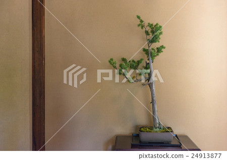 Japanese style bonsai 24913877