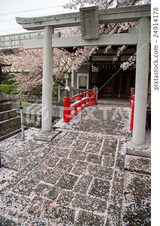 Rokuun Owon Shrine, birth water Benzaiten company, cherry blossom ground on the torii and vermilion balustrade Rokuun Owon Shrine, birth water Benzaiten company, cherry blossom ground on the torii and vermilion balustrade 24914178