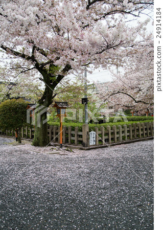 在神社池畔的六重神社,盛開著六朵櫻花盛開 在神社池畔的六重神社,盛開著六朵櫻花盛開 24914184