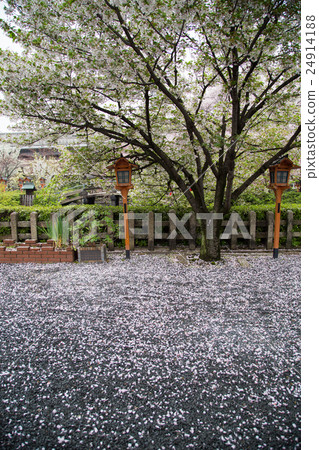 在神社池畔的六重神社,盛開著六朵櫻花盛開 在神社池畔的六重神社,盛開著六朵櫻花盛開 24914188