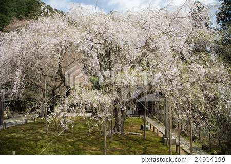 Togansuji Temple, cherry blossoms at Nearby and Kokonoe cherry tree Togansuji Temple, cherry blossoms at Nearby and Kokonoe cherry tree 24914199