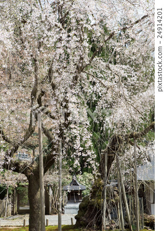 Togansuji Temple, the first generation and the second generation Kokonoe cherry tree Togansuji Temple, the first generation and the second generation Kokonoe cherry tree 24914201