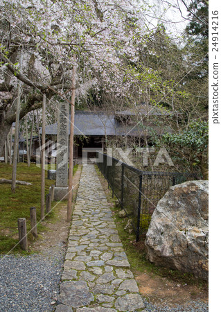 Stone pagoda and Kokonoe cherry tree following Shogunsuji, Shara-dono Stone pagoda and Kokonoe cherry tree following Shogunsuji, Shara-dono 24914216