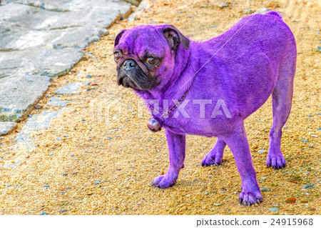 Glamorous purple pug looking at the camera 24915968