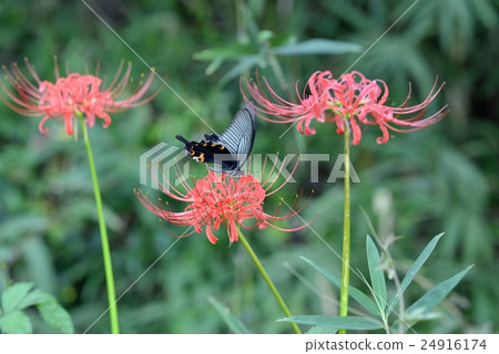 Clown and herbaceous flowers Clown and herbaceous flowers 24916174