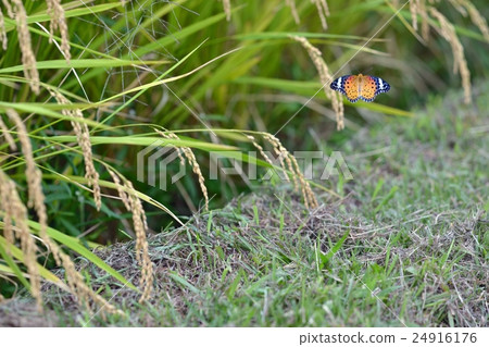 Flying a ridge of a female rice plantar 24916176