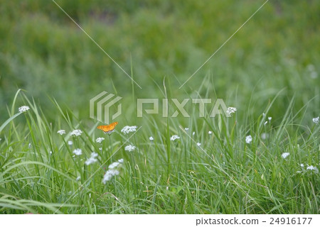 Tsunagoro Hyouton with herbaceous flower and honey 24916177