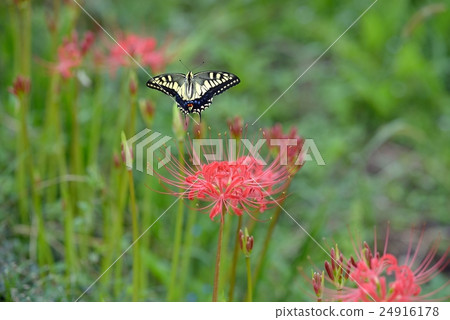 A quail bean and a cluster amaryllis 24916178