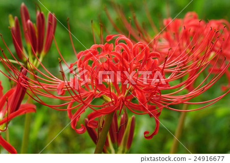 Cluster amaryllis 24916677