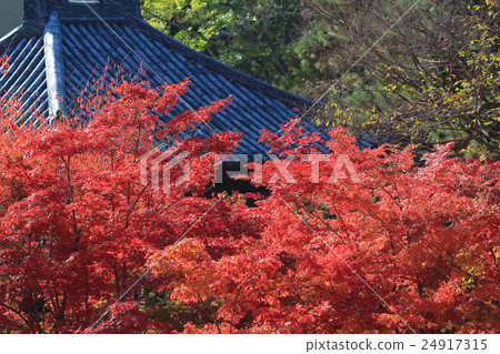 Autumn Leaves Of Eikan-do Zenrin-ji 24917315