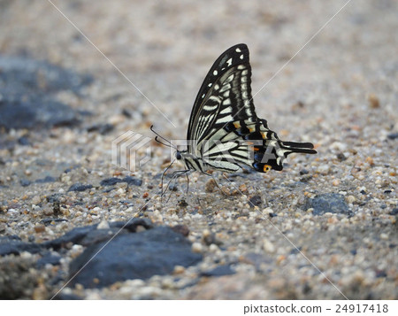 Swallowtail Swallowtail 24917418