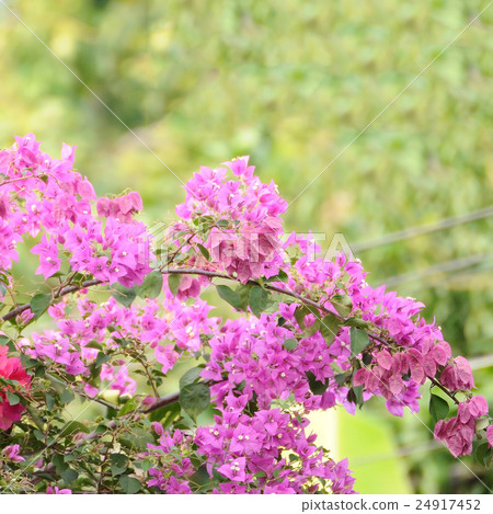 Bougainvillea bush in fresh garden 24917452