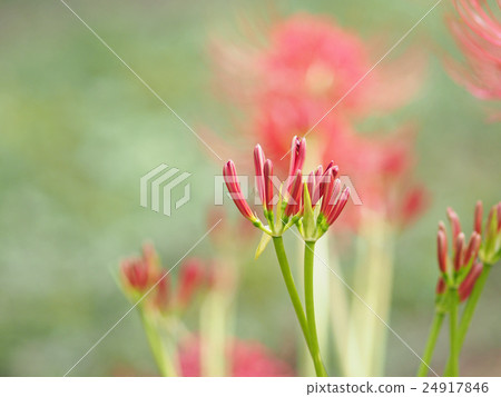 Cluster amaryllis buds 24917846