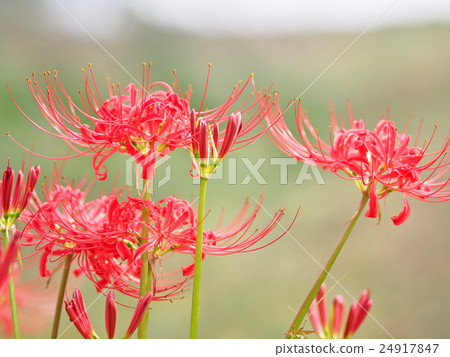 Mandarin saixa 24917847