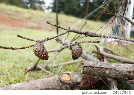 Pine cones to the fire species of firefly Pine cones to the fire species of firefly 24917966