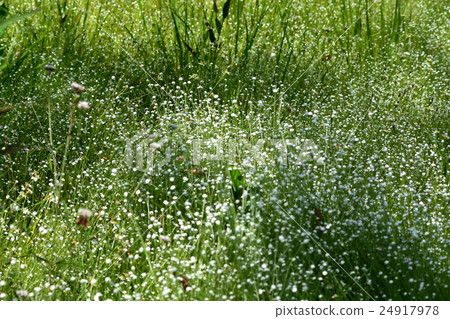 White spotted Hoshiksa community 24917978