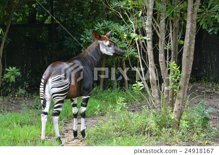 Okapi Okapi 24918167