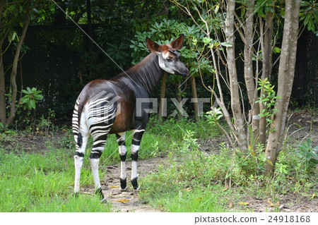 Okapi 24918168