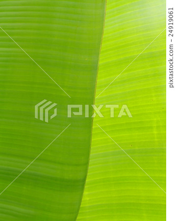 clean light green real tropical banana leaf textur 24919061